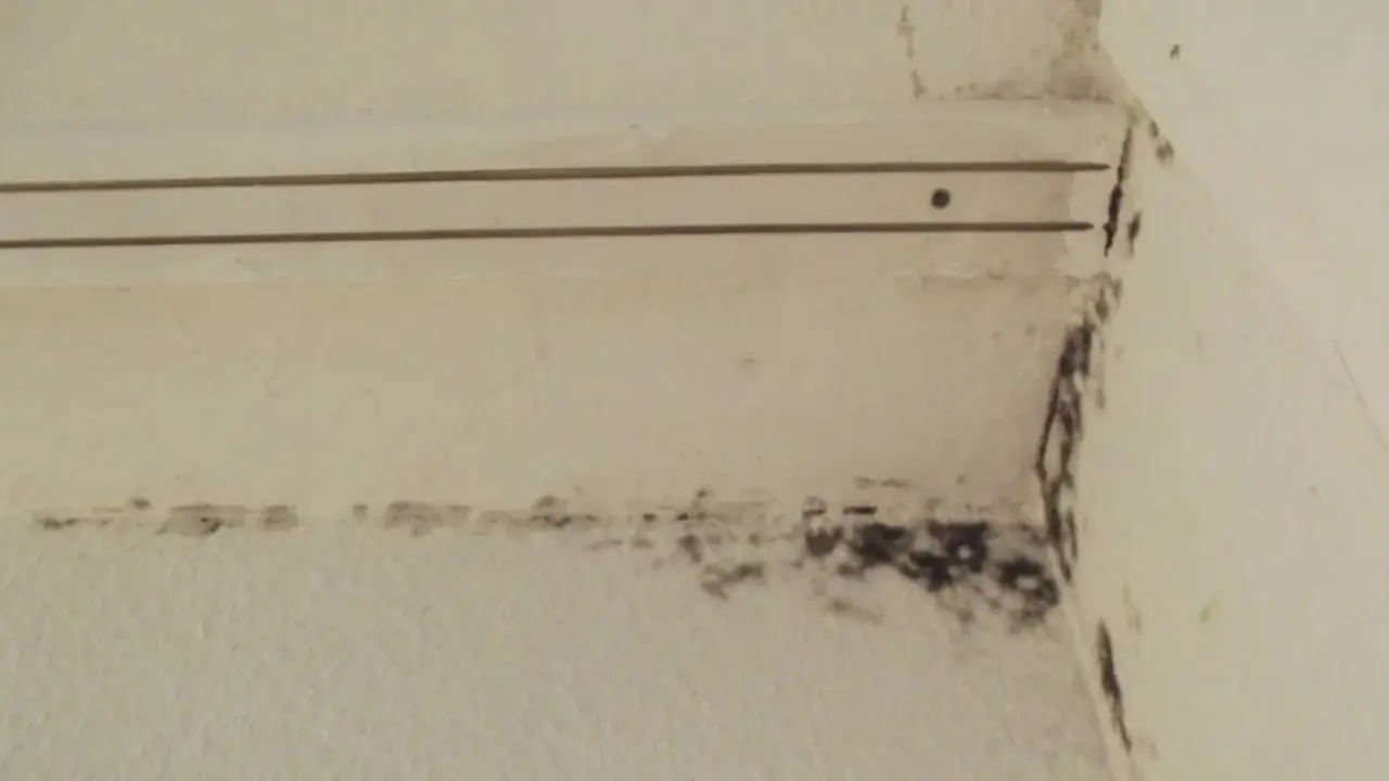 Mold Remediation & Moisture Inspection - Water Damage Restoration & 24/7 Flood Cleanup